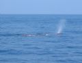 Physeter macrocephalus